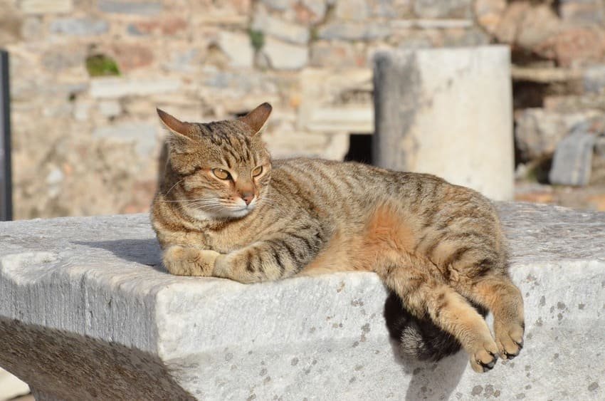 Je découvre un chat tigré gris reposant sur une pierre de marbre blanc à Éphèse, parmi les 150 félins qui résident dans ce site archéologique vieux de 2 000 ans, bien nourris et soignés par le personnel et les touristes, incarnant l'amour profond des Turcs pour les chats et la tradition musulmane de respect envers ces animaux sacrés.