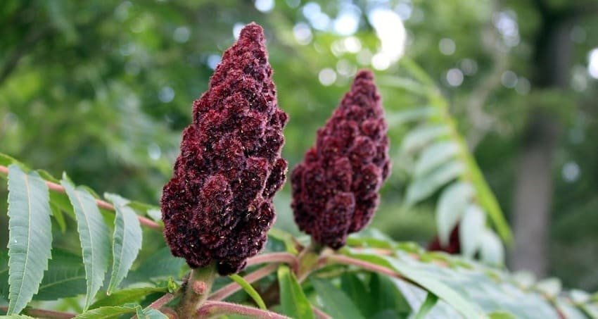 Des cônes de sumac duveteux, d'un violet profond, sur leur branche ; cette baie, dont le nom signifie « rouge » en araméen, produit une épice acidulée indispensable à la cuisine turque.